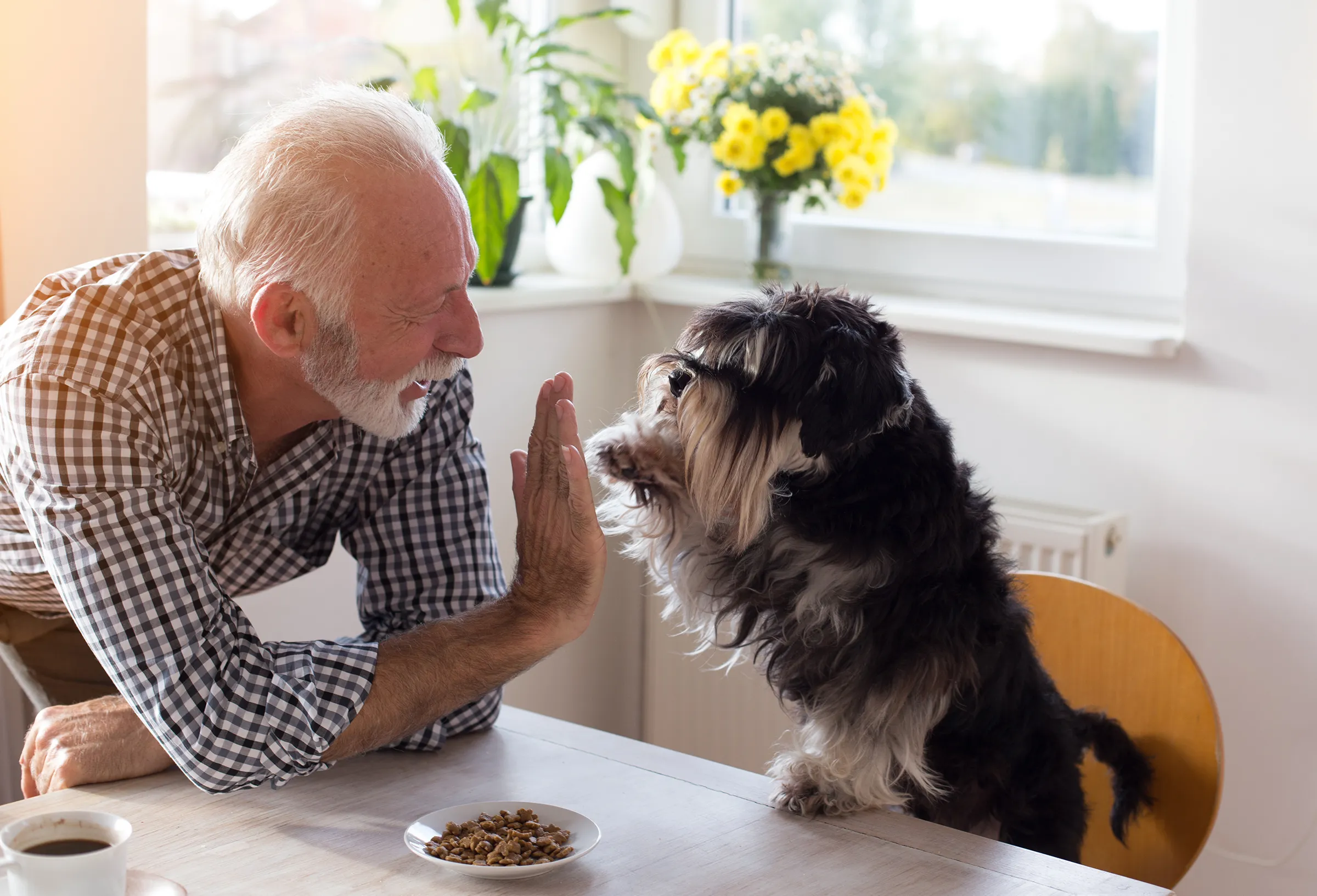 Elderly man high-fiving small dog at table